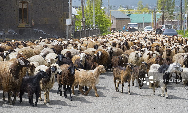 亚美尼亚阿拉加措特恩省库恰克村，一群山羊和绵羊在村庄的道路上游荡，背景中有一些人和汽车图片素材