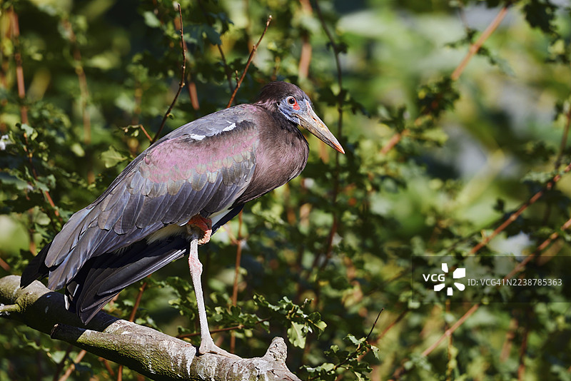 阿卜丁鹳（Ciconia abdimii）站在树枝上，圈养，分布于非洲图片素材