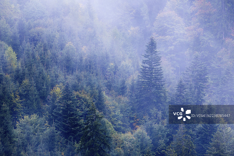 秋季，雾中的云杉林，富尔卡约赫，福拉尔贝格，奥地利图片素材