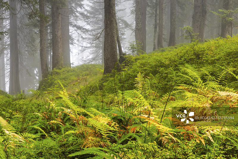 针叶林中的欧洲蕨(Dryopteris filix-mas),薄囊蕨类(Polypodiopsida),弗尔卡约赫,福拉尔贝格,奥地利图片素材