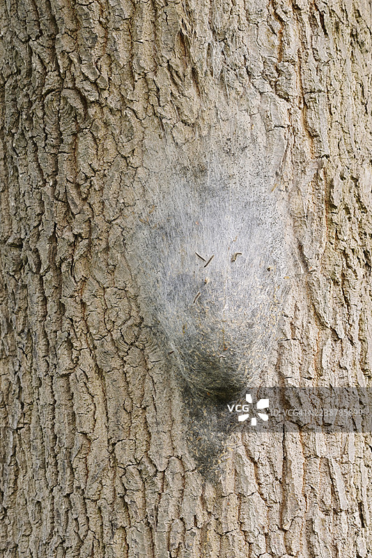 橡树 processionary 蛾 (Thaumetopoea processionea)，树干上的毛毛虫巢，北莱茵-威斯特法伦州，德国图片素材