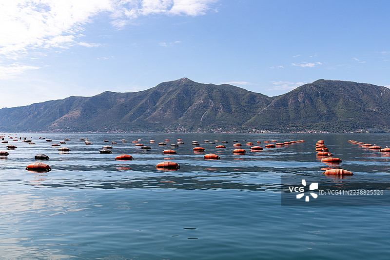 科托尔湾牡蛎养殖场内一排排橙色浮标，宁静祥和。图片素材