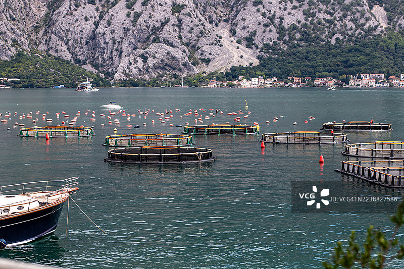 黑山科托尔湾真实牡蛎养殖场漂浮的渔笼和浮标图片素材