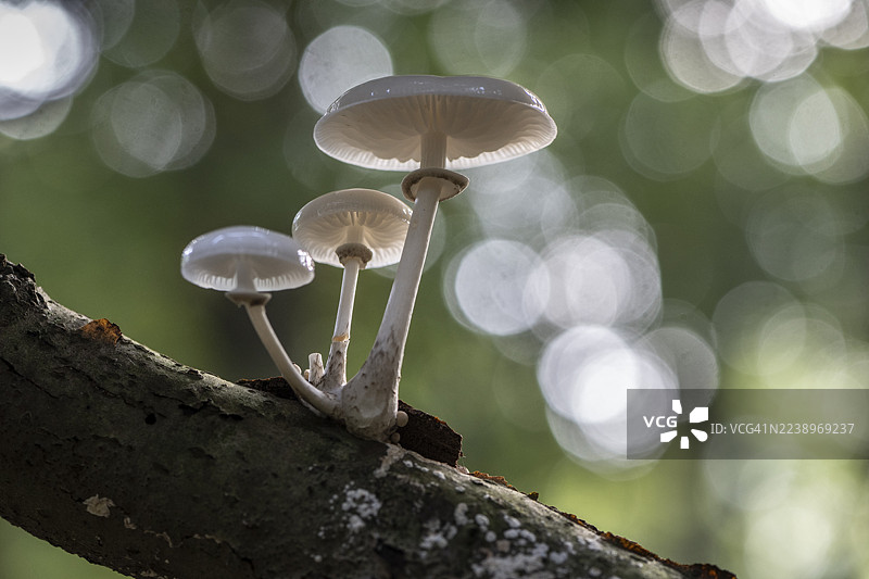 带环的粘菌（Oudemansiella mucida），德国下萨克森州埃姆斯兰地区图片素材