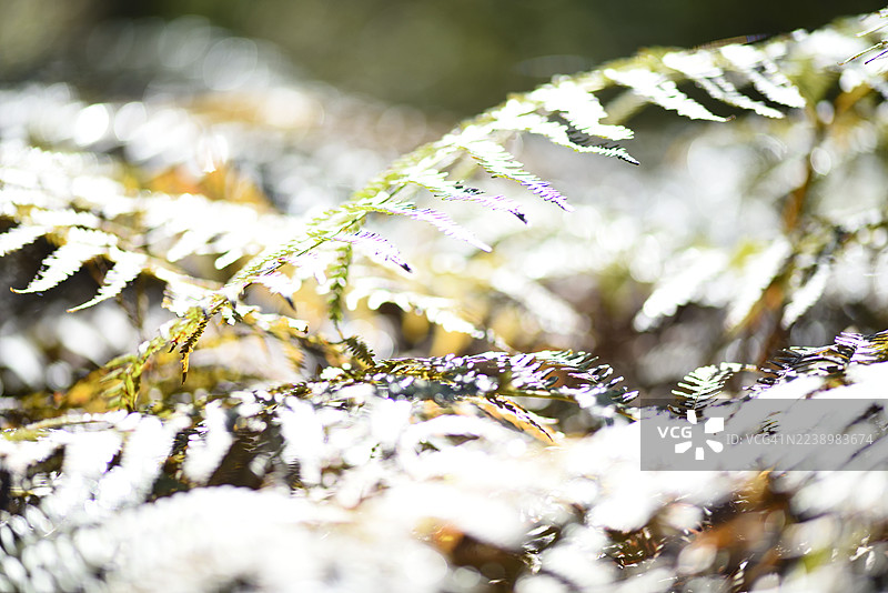 蹄盖蕨的叶子图片素材