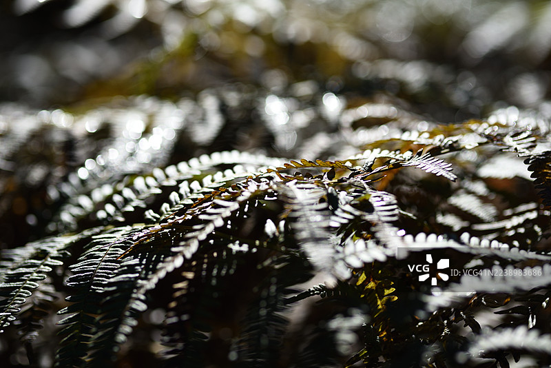 欧洲鳞毛蕨的叶子图片素材