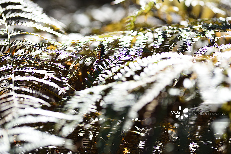 耳蕨的叶子图片素材