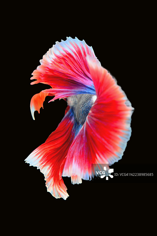 红色的斗鱼，暹罗斗鱼，在黑色背景上孤立。图片素材