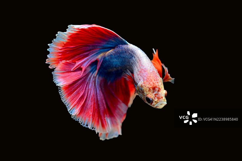 斗鱼 红色，泰国斗鱼 黑色背景 分离图片素材