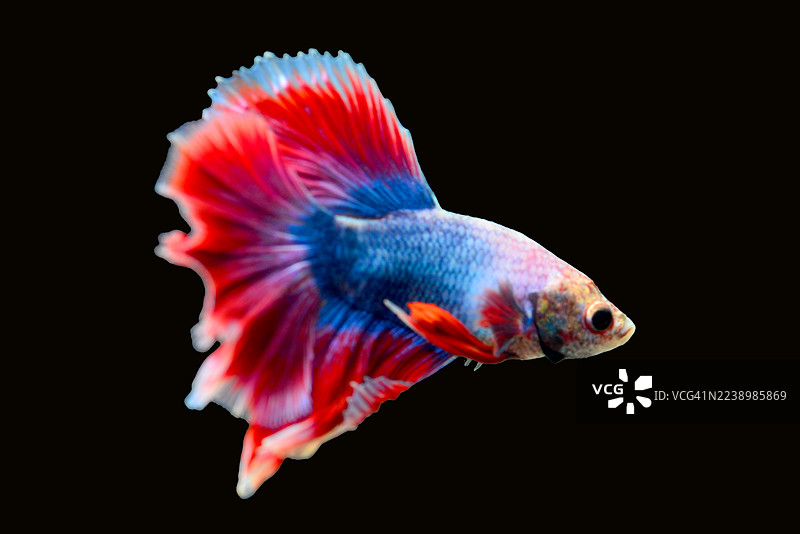 红色斗鱼，暹罗斗鱼，孤立在黑色背景上图片素材