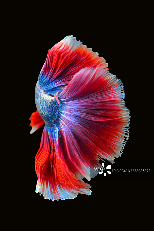 泰国斗鱼（红）

泰国斗鱼（红），又称暹罗斗鱼，在黑色背景下分离。图片素材
