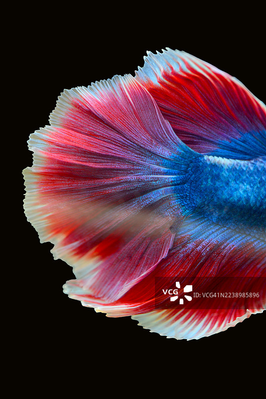 红色的斗鱼， Siamese 斗鱼，在黑色背景上隔离图片素材