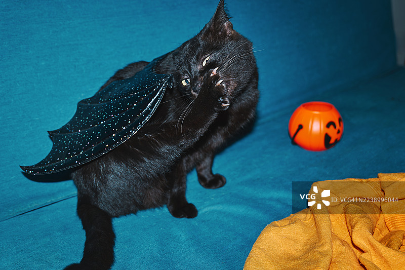 一只戴着蝙蝠翅膀万圣节服装的黑猫。图片素材