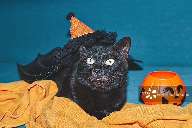 一只戴着蝙蝠翅膀万圣节服装的黑猫。图片素材