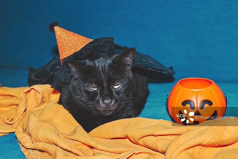 一只戴着蝙蝠翅膀万圣节服装的黑猫。图片素材
