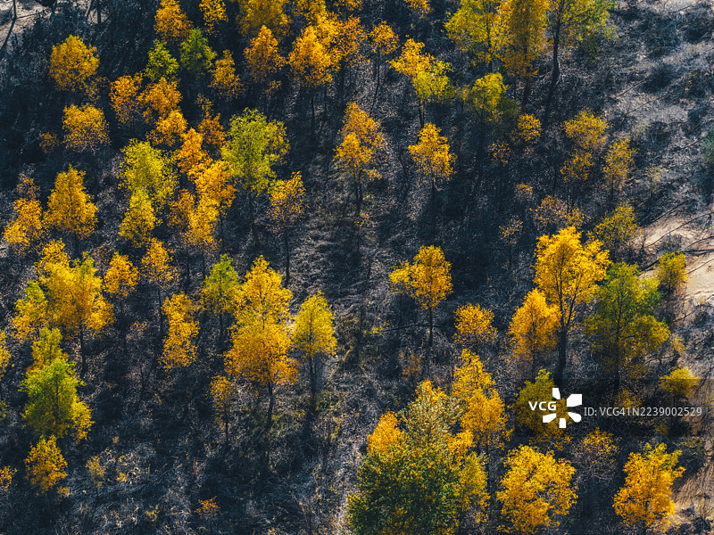 秋季森林景观，中国内蒙古乌海图片素材