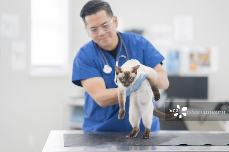 身穿蓝色手术服的兽医在兽医检查期间，在检查台上抱着一只暹罗猫。图片素材