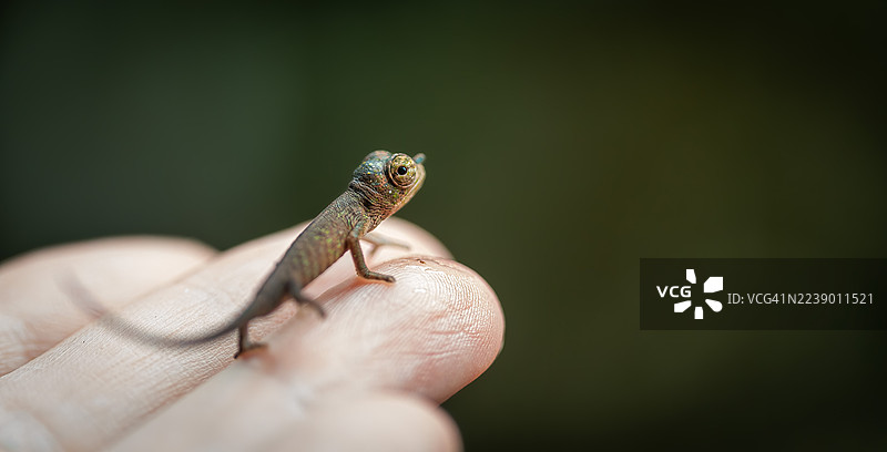 微型森林探险家——安达西贝的变色龙宝宝图片素材