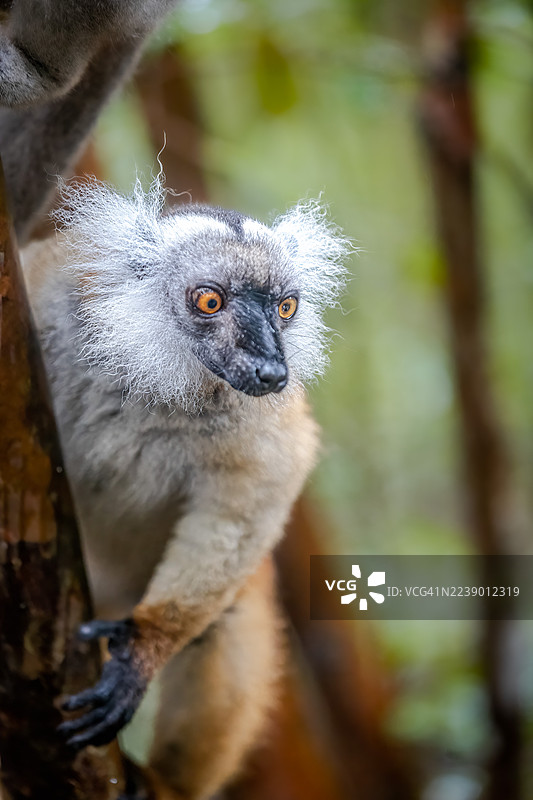 马达加斯加森林树冠上的雌性黑狐猴图片素材