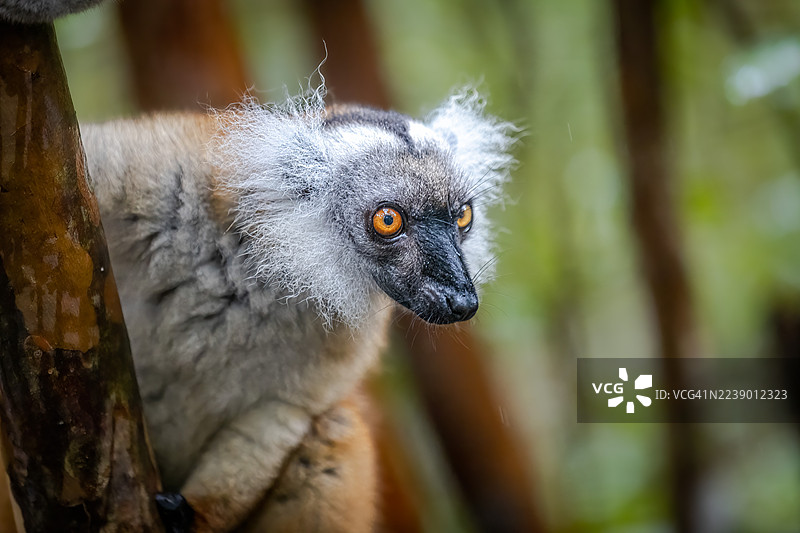 马达加斯加森林树冠上的雌性黑狐猴图片素材