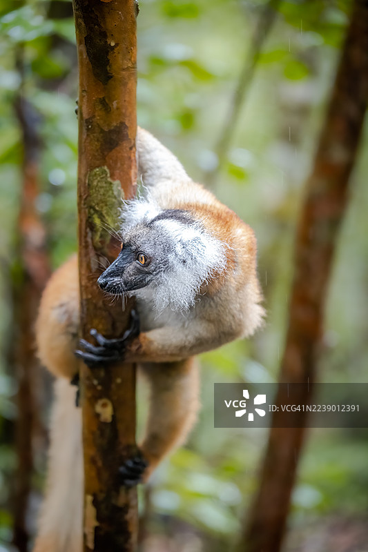 马达加斯加森林树冠上的雌性黑狐猴图片素材
