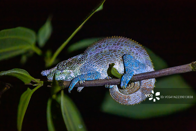 马达加斯加变色龙展示其鲜艳的色彩图片素材