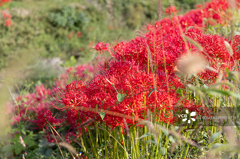 红蜘蛛百合图片素材