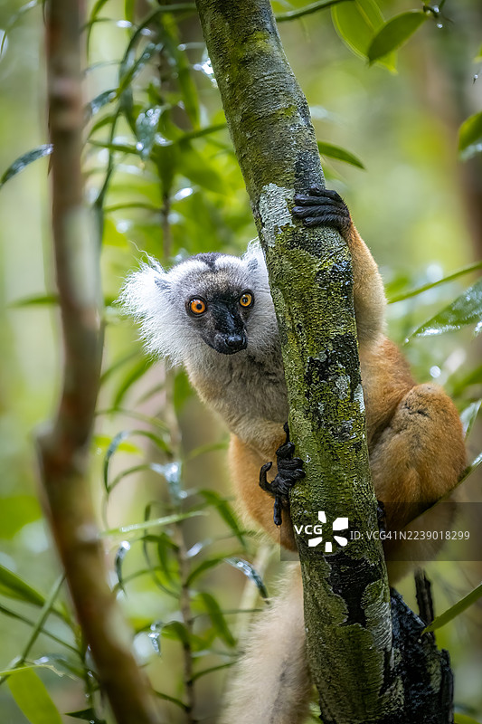 马达加斯加森林树冠上的雌性黑狐猴图片素材