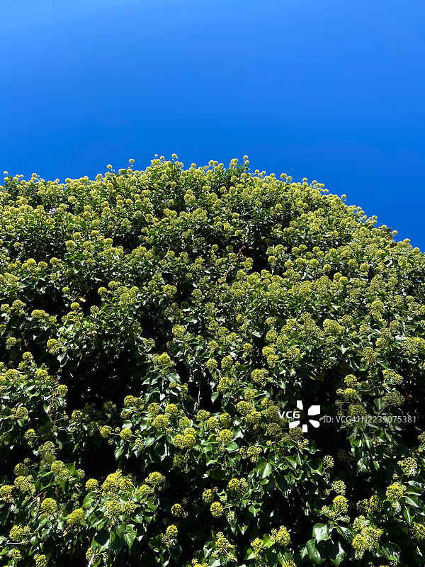 黑山街头盛开的树图片素材
