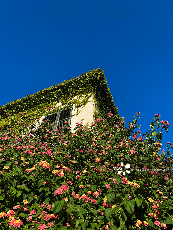 黑山一栋带植物的美丽房屋图片素材