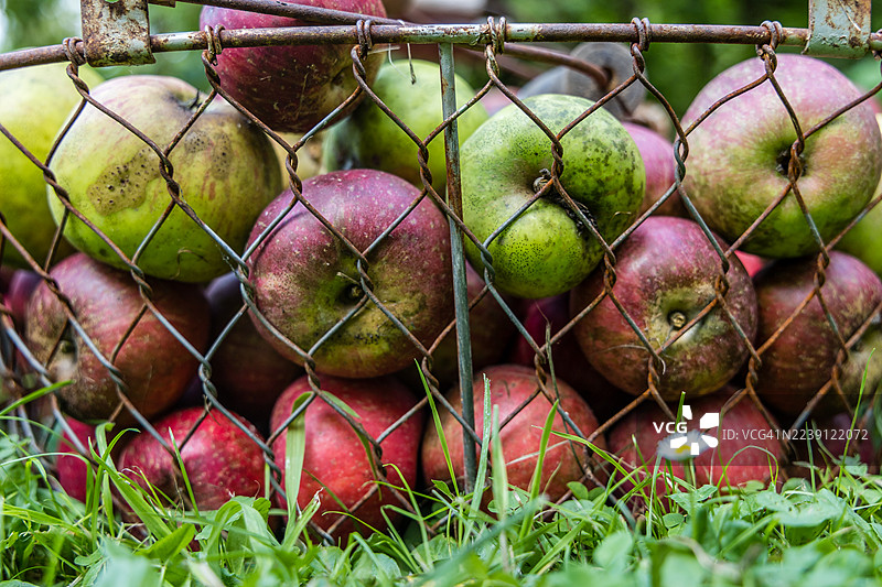装满红色有机苹果的篮子图片素材