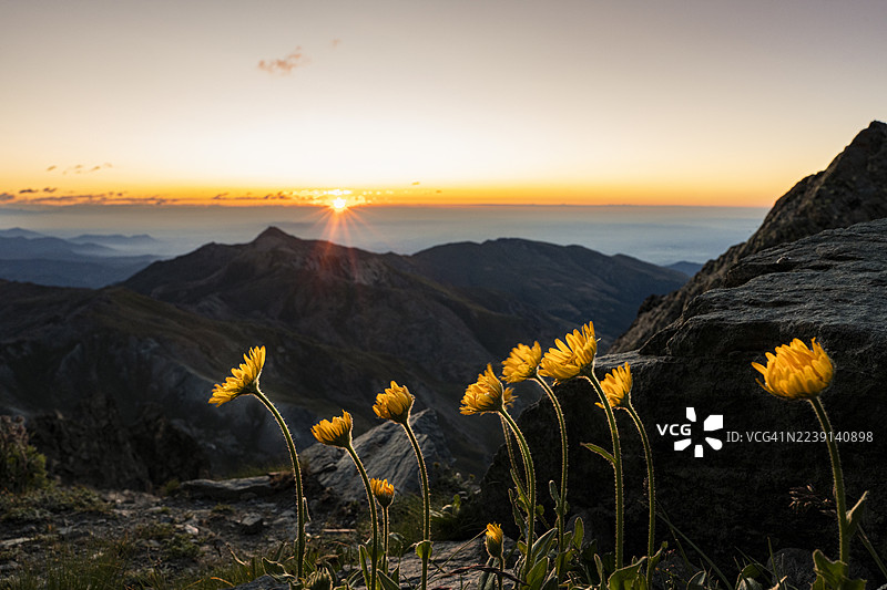 黎明时分的野花，科蒂安阿尔卑斯山，皮埃蒙特图片素材