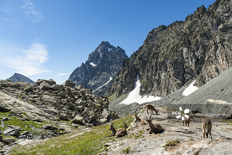 一群羱羊在莫尔维索山脚下休息图片素材