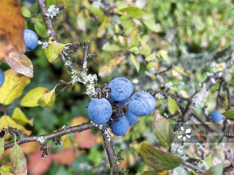 秋季欧洲黑刺李果实的特写，欧洲黑刺李图片素材