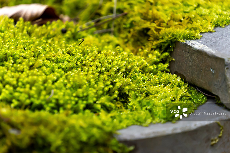 屋顶瓦片上的苔藓图片素材
