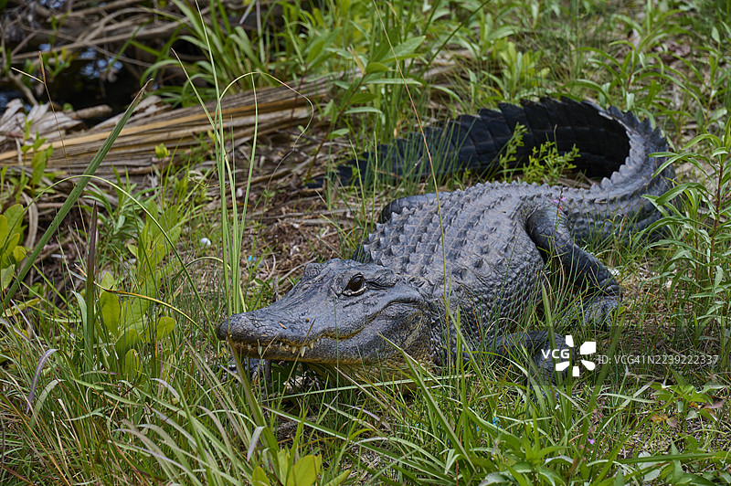 美洲短吻鳄(Alligator mississippiensis),在草地,美国佛罗里达州泰特斯维尔黑点野生动物大道,北美图片素材