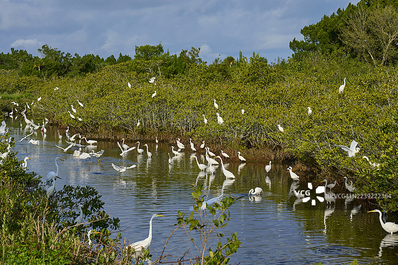 一群白鹭（Egretta alba）和雪鹭（Egretta thula）在池塘中，位于美国佛罗里达州泰特斯维尔的黑角野生动物大道，北美。图片素材