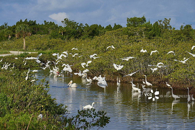 一群白鹭（Egretta alba）和雪鹭（Egretta thula）在池塘中，位于美国佛罗里达州泰特斯维尔的黑点野生动物大道，北美。图片素材