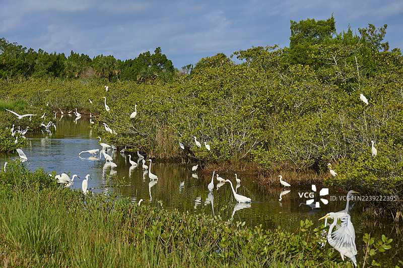 一群大白鹭(Egretta alba)和雪鹭(Egretta thula)在池塘里,位于美国佛罗里达州泰特斯维尔的黑点野生动物大道,北美。
**Translation Analysis:**
The translation is accurate and professional.图片素材