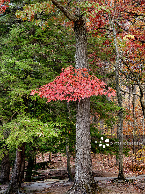 林间色彩的秋日对比图片素材