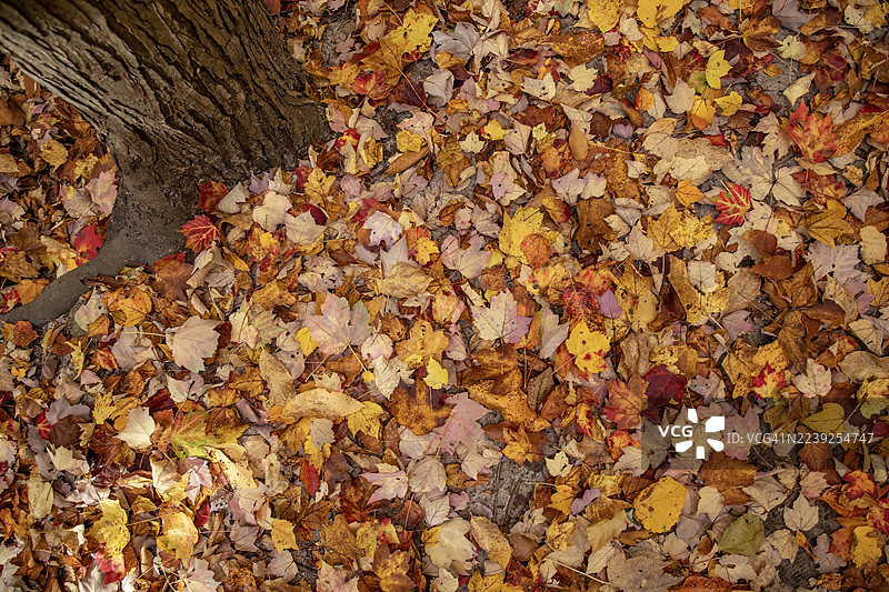 地上的落叶图片素材