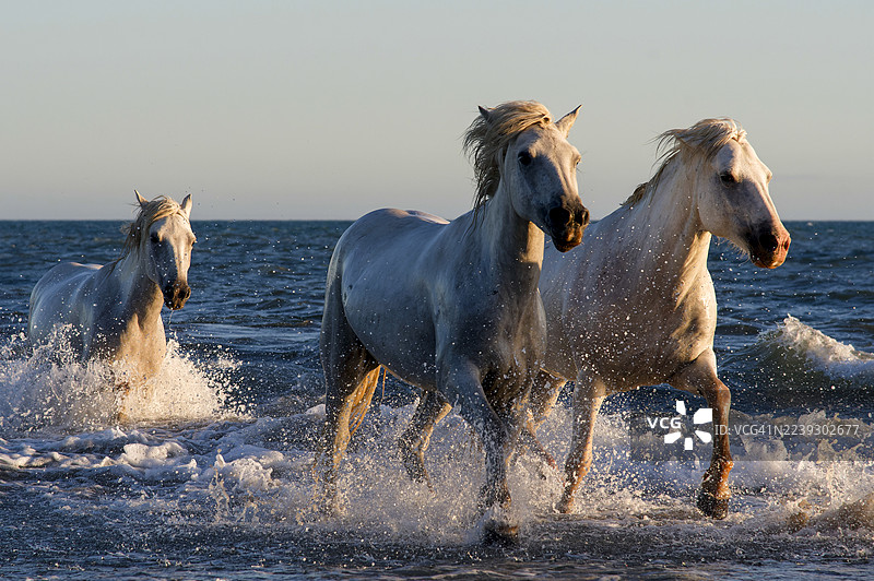 三匹马奔向海滩图片素材