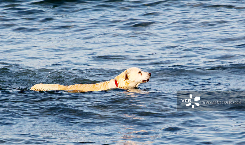 金毛寻回犬在海中游泳图片素材