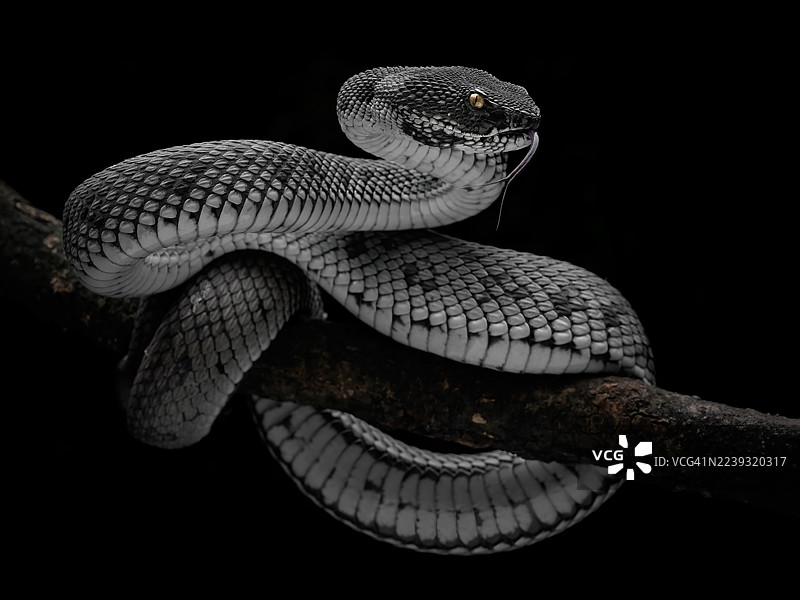 红树林蝮蛇图片素材