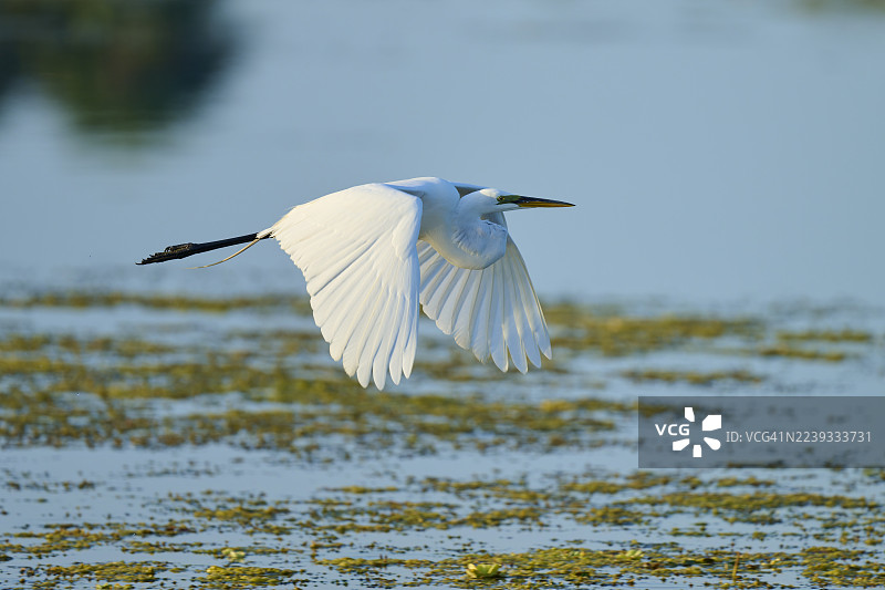 大白鹭（Egretta alba），飞行，奥兰多湿地，圣诞节，佛罗里达州，美国，北美洲图片素材