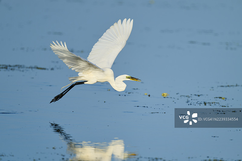 大白鹭（Egretta alba），飞行，奥兰多湿地，圣诞节，佛罗里达州，美国，北美洲图片素材