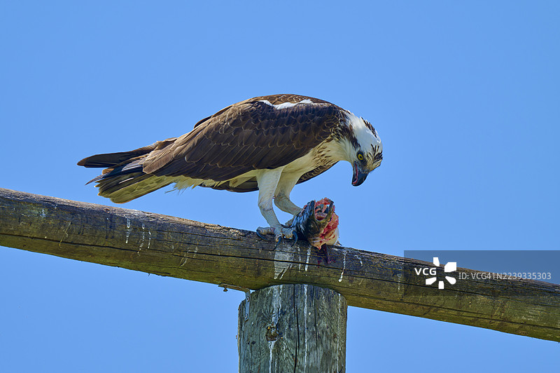 成年鱼鹰（Pandion haliaetus）在佛罗里达州泰特斯维尔的黑点野生动物大道捕食鱼类，北美，美国图片素材