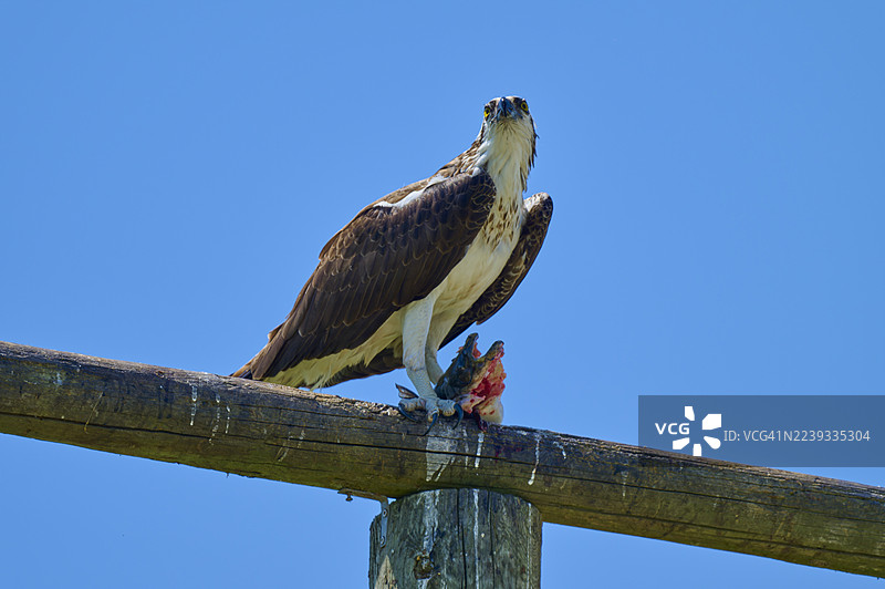 鱼鹰（Pandion haliaetus），成鱼捕食鱼类，佛罗里达州泰特斯维尔黑角野生动物大道，美国，北美图片素材