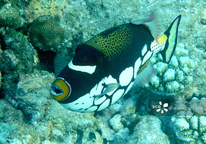小丑炮弹鱼的半侧面特写。图片素材