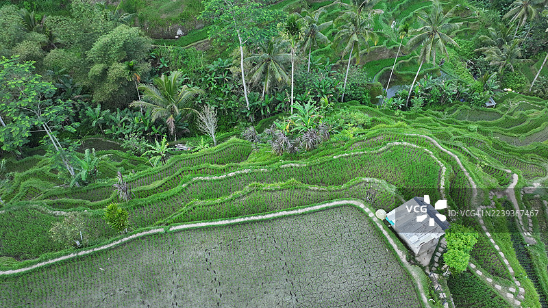 姆普梯田，德格拉朗，巴厘岛，印度尼西亚图片素材